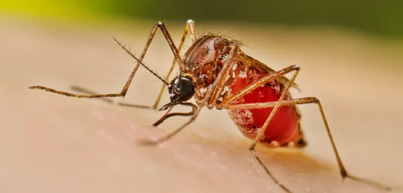 MINSA destaca baja en dengue y leptospirosis durante la última semana