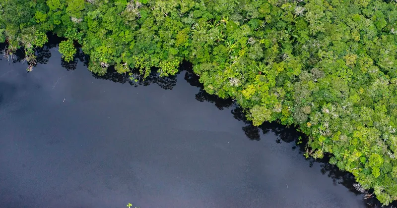 La millonaria inversión que necesita América Latina para conservar su biodiversidad, según el BID