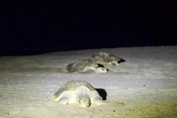 Más de 3,500 tortugas marinas anidan en La Flor y Chacocente, Rivas y Carazo
