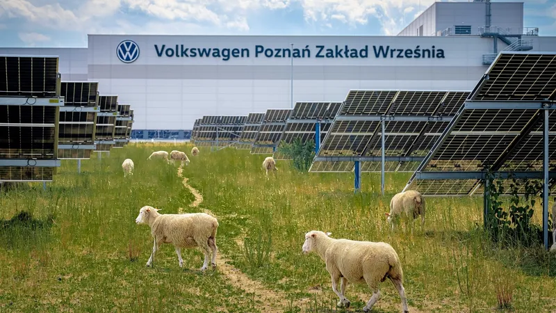 Volkswagen pone a trabajar a 100 ovejas junto a 31.000 placas solares y los animales hacen algo más que mantener el césped corto