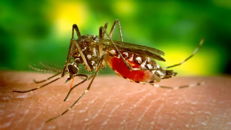 Fuerte epidemia de dengue golpea a un paradisíaco destino turístico