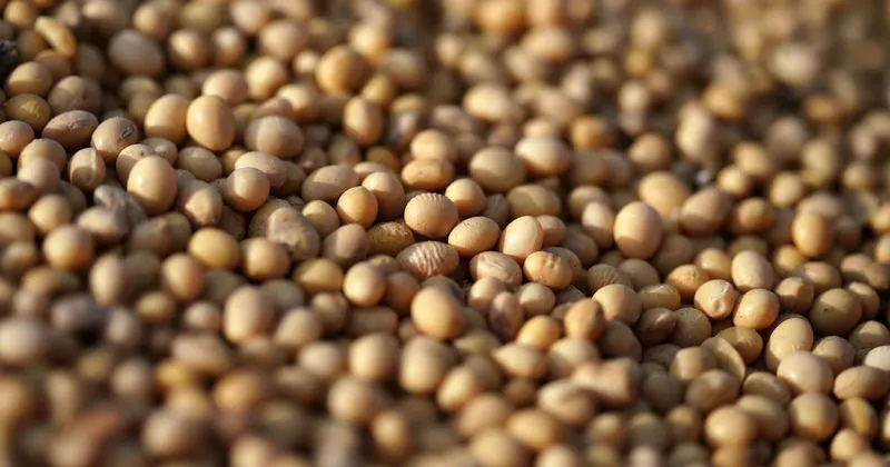 Angola exige a Brasil que se comprometa con los proyectos agrícolas o que se retire