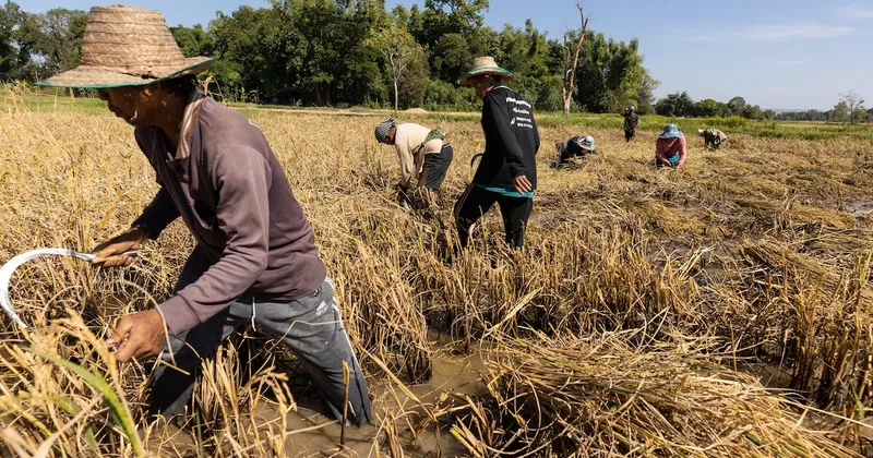 Precios del arroz tocan máximos de un año mientras aumenta la preocupación por la cosecha