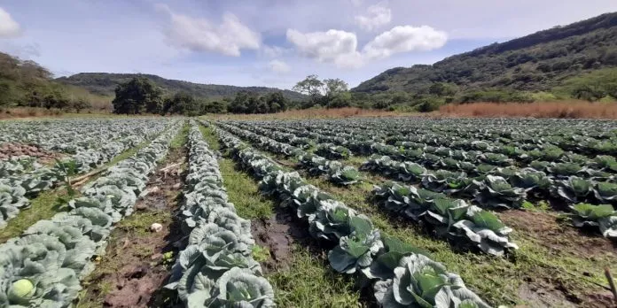 Familias productoras aseguran la cosecha de repollo para el consumo nacional