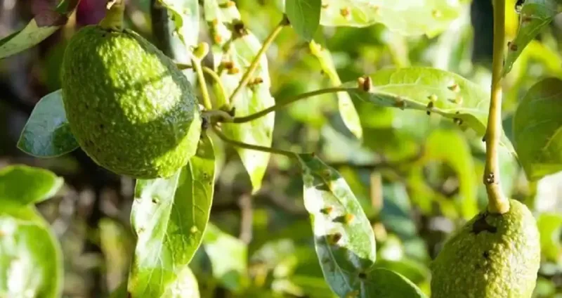 Joven termina hospitalizado al caer de árbol de aguacae en comarca granadina