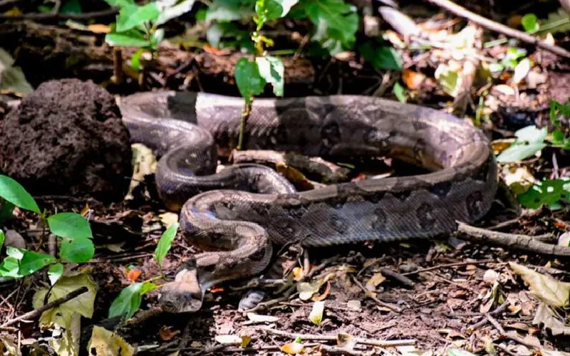 Encuentro Nacional sobre el uso de la Medicina Natural en las mordeduras de serpientes