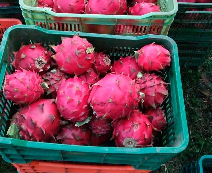 Buen comportamiento en producción de pitahaya