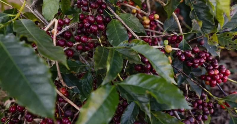 El mejor café será más difícil de conseguir debido a las fuertes lluvias que azotan los árboles de Brasil