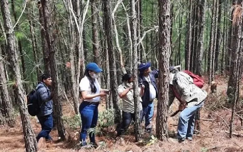 IPSA mantiene vigilancia contra gorgojo descortezador en más de 5 mil hectáreas de bosques de pino
