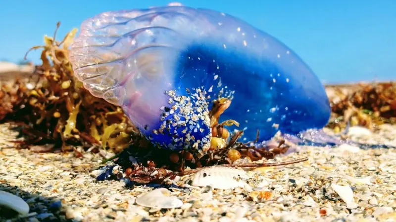 España y Francia cierran playas por la presencia de peligrosa especie venenosa (FOTOS, VIDEO)