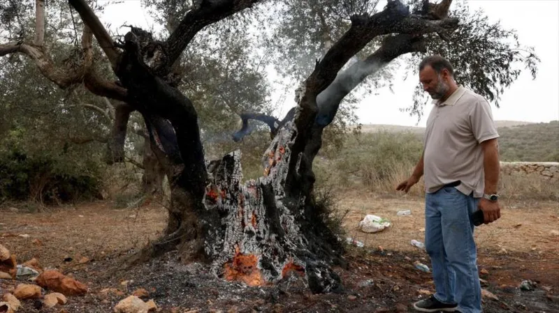 Expertas de ONU denuncian acciones de Israel contra la agricultura en Cisjordania