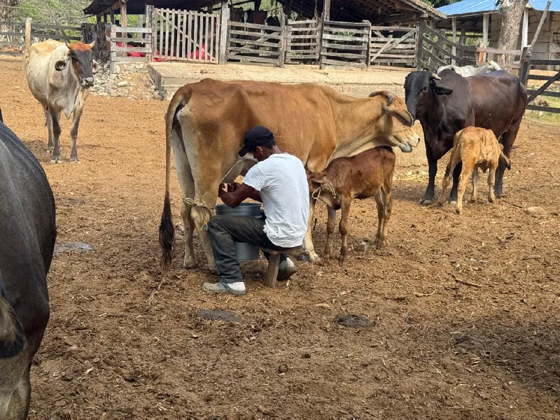 Producción de leche en finca