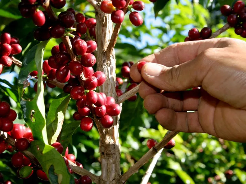 Nicaragua proyecta recolectar más de 66 millones de latas de café en cosecha 2026-2027