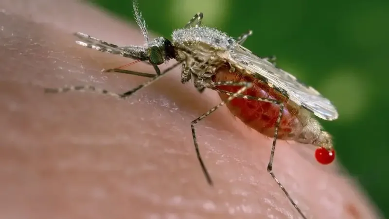 Disminuyen casos de malaria y leptospirosis durante la última semana en Nicaragua