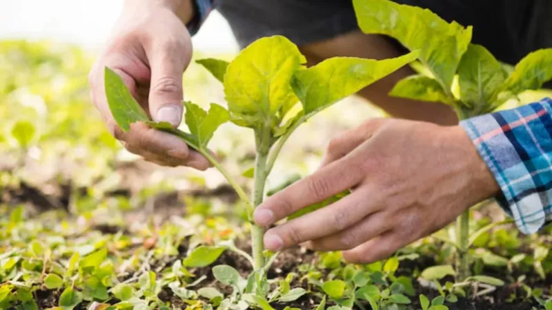 Europa abre la puerta a las plantas editadas con CRISPR: una revolución agrícola que llega tarde y con muchas condiciones