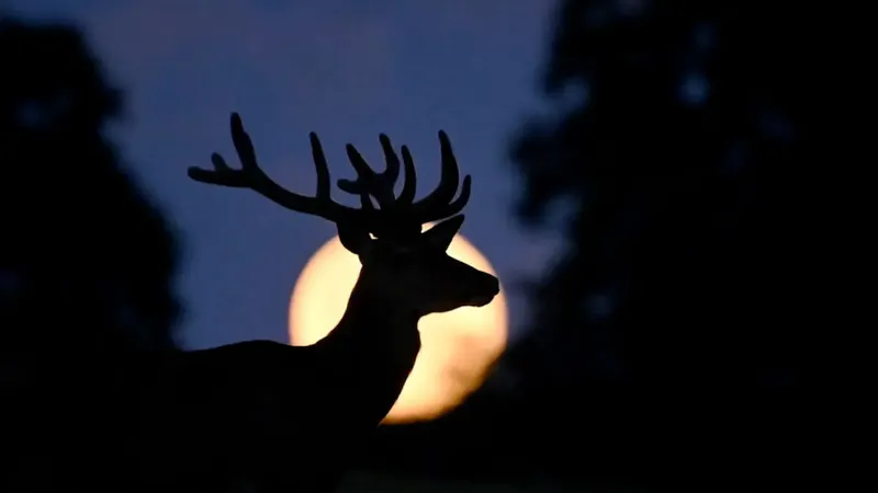 ¿Qué significado tiene la Luna del Ciervo? Este es el origen ancestral detrás de la luna llena de julio que sigue fascinando al mundo