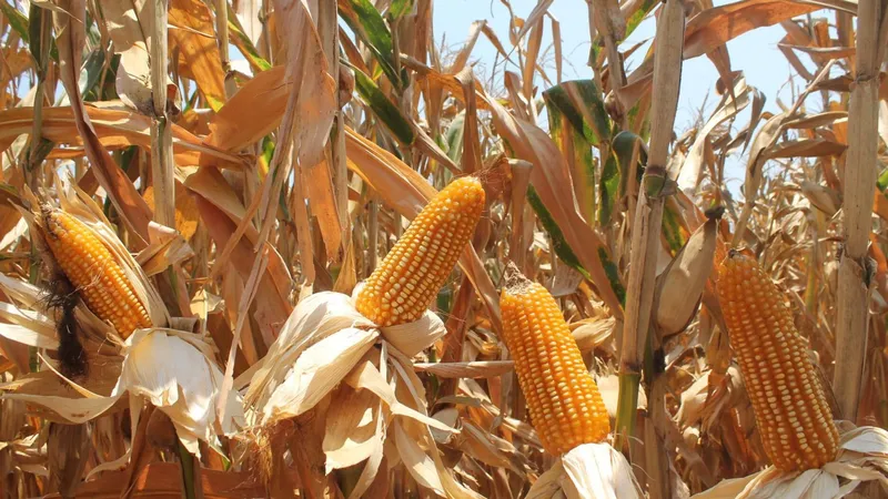 México será el principal importador mundial de maíz para 2035
