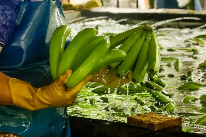 Exportaciones de banano ecuatoriano hacia China crecen 11,84 % entre enero y agosto de 2026