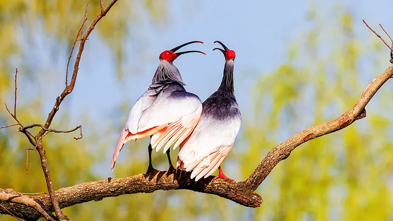 China logra recuperar especie que estuvo al borde de la extinción