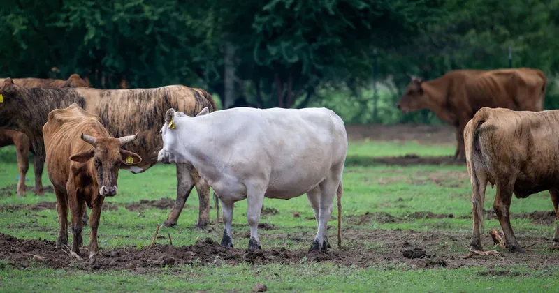 El USDA intensifica la vigilancia de gusano barrenador ante el aumento de casos en Texas