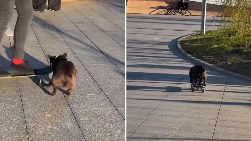 TIERNO VIDEO: Un escurridizo ladrón de cuatro patas roba a jóvenes desprevenidos a plena luz del día