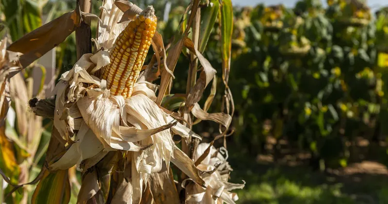 Fondo de cobertura busca captar US$500 millones para invertir en el riesgo agrícola de El Niño