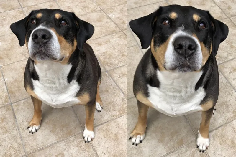 He probado el Reencuadre Espacial de Fotos en iOS 27 y parece magia: así puedes mover la cámara después de hacer la foto