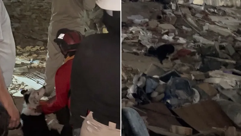 Tsunami: el perro que salvó decenas de vidas tapiadas tras los terremotos en Venezuela