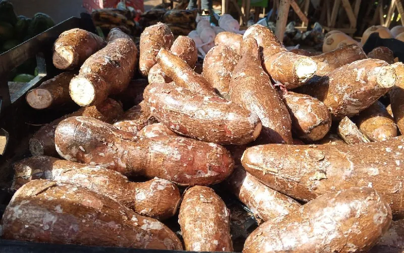 Acopio de yuca durante el primer cuatrimestre 2026