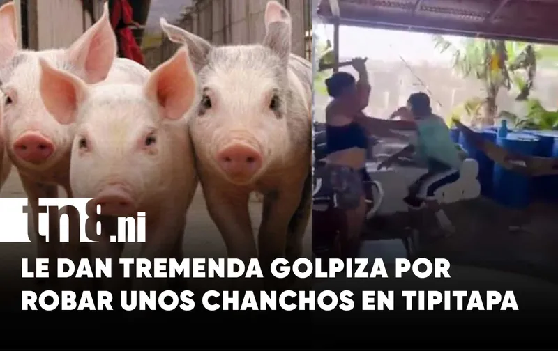 Presunto ladrón de cerdos es retenido y golpeado por pobladores en Tipitapa
