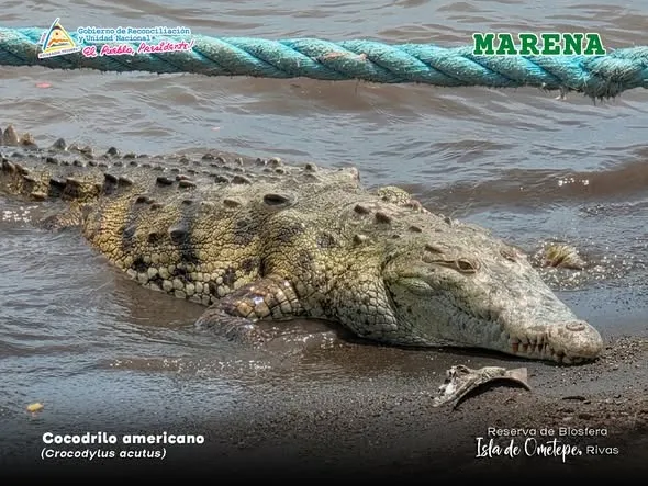 ¡Cocodrilo sorprende en Ometepe! Avistamiento en Moyogalpa