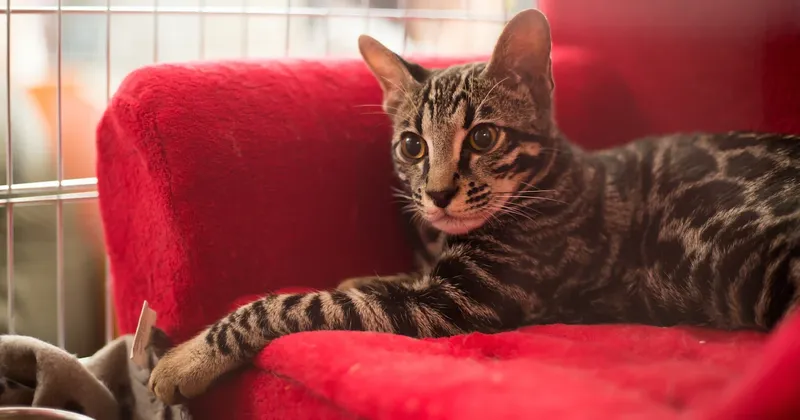 ¿Perros o gatos? Estudio en 93 países revela el animal que contribuye a una vida más feliz
