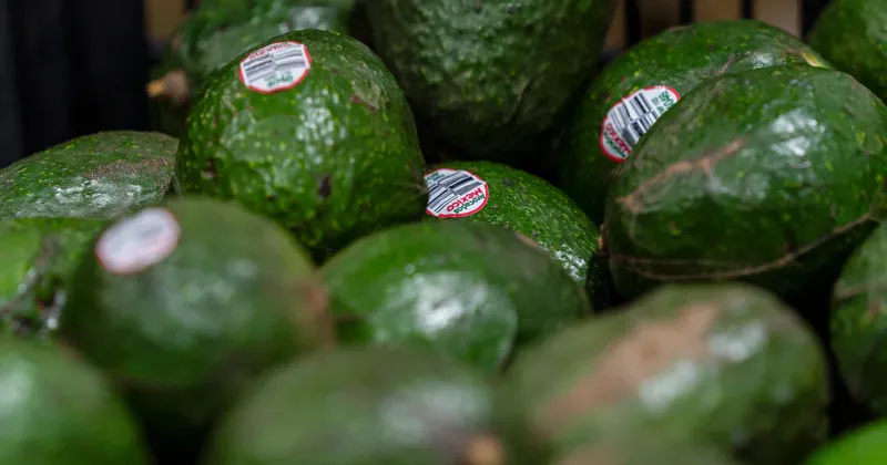 EE.UU. suspende importación de aguacate mexicano por alerta de seguridad en Michoacán