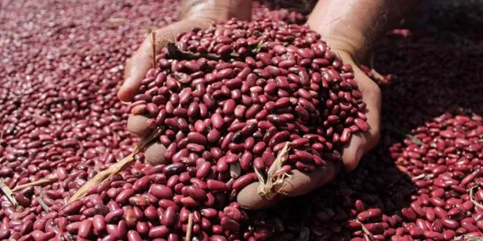 Frijol de Nicaragua cruza fronteras para garantizar abastecimiento en Honduras