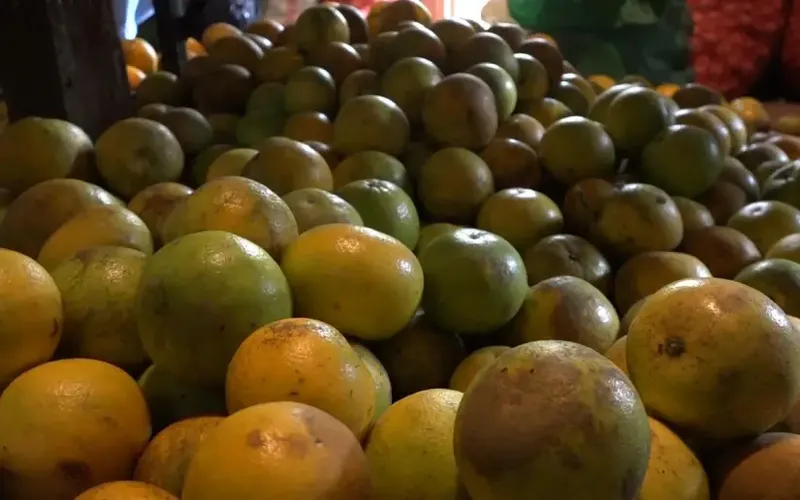 Producción de naranja dulce - mayo 2026