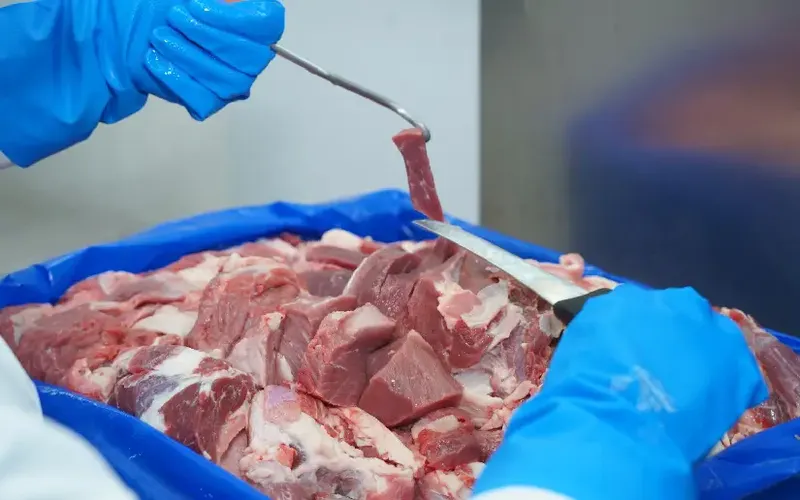 Producción de carne bovina alcanza 250.3 millones de libras