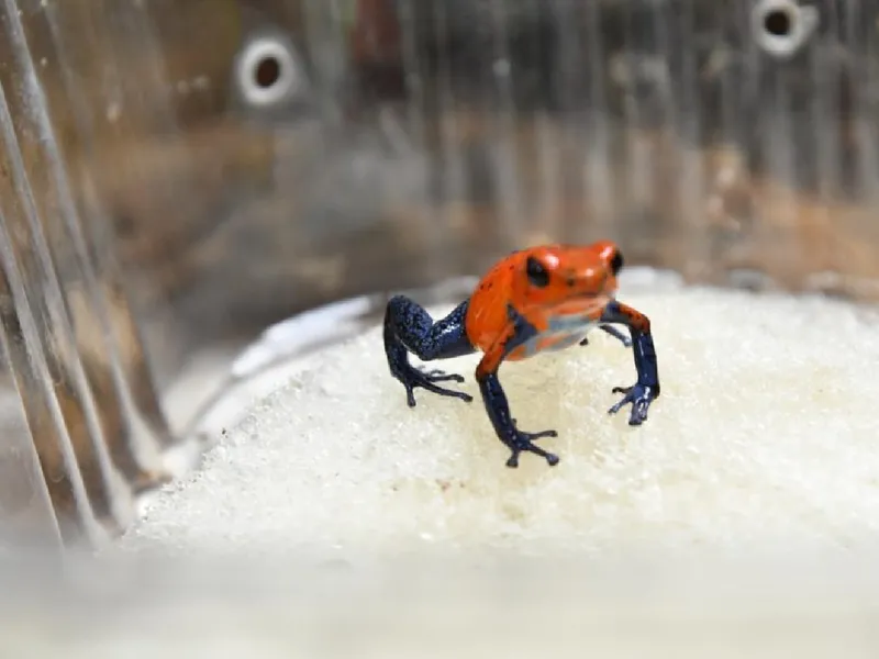 Exportaciones Autorizadas de Fauna