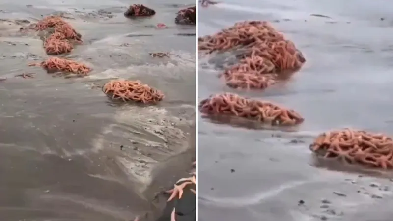 VIDEO: Una extraña 'constelación' de estrellas de mar queda varada en las costas de este país latinoamericano