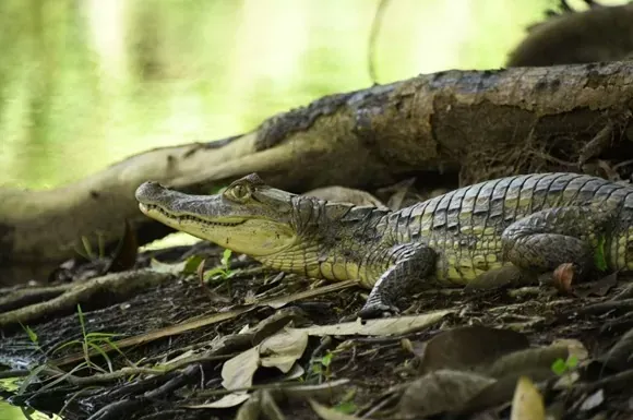 Río San Juan suma 430 monitoreos de conservación y vigilancia ambiental