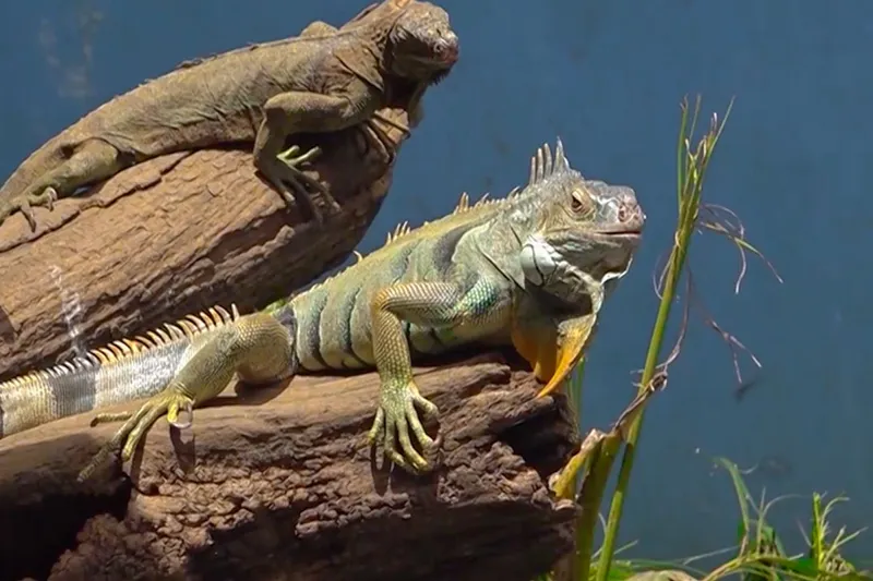 Recreación y aprendizaje reúnen a familias en el Zoológico Nacional