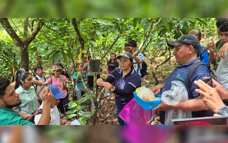 Mejoramiento genético del cacao