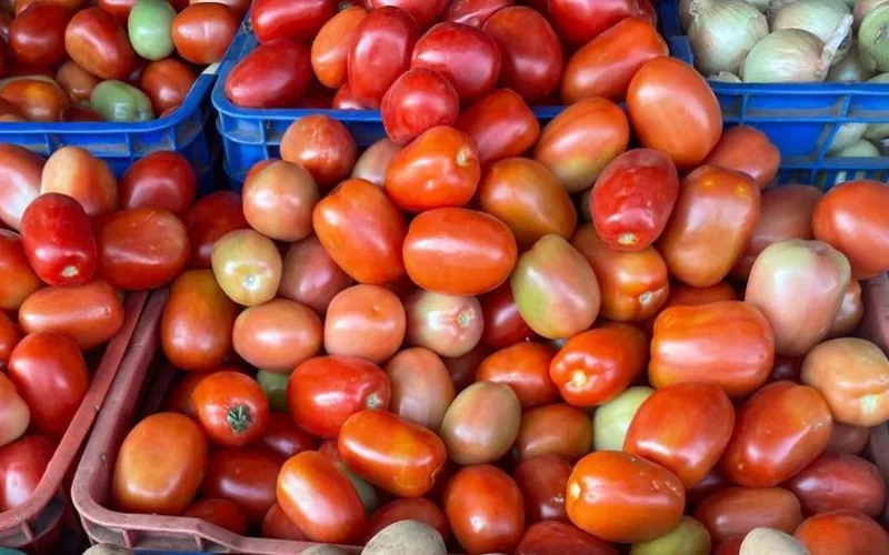 Producción de tomate a mayo de 2026