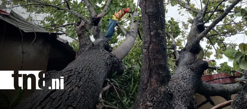 Lluvia y fuertes vientos provocan caída de árboles en Chinandega