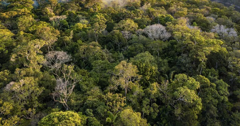 Ni los parques nacionales se salvan: Greenpeace emite preocupante alerta sobre Amazonía colombiana