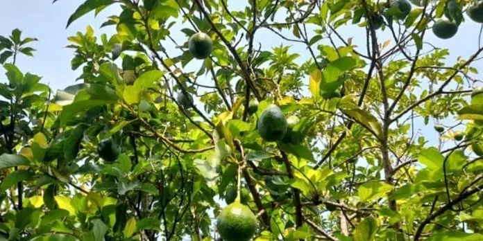 Nicaragua cosecha 10.3 millones de unidades de aguacate entre enero y mayo