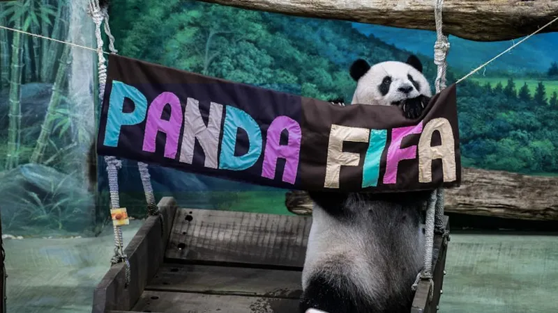 Panda gigante Yuan Zai celebra 13 años con fiesta mundialista