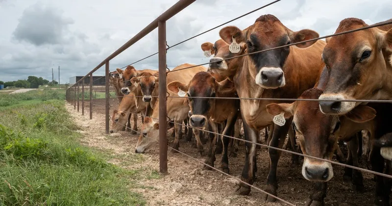 EE.UU. confirma dos nuevos casos de gusano barrenador y aumenta la alarma en Texas