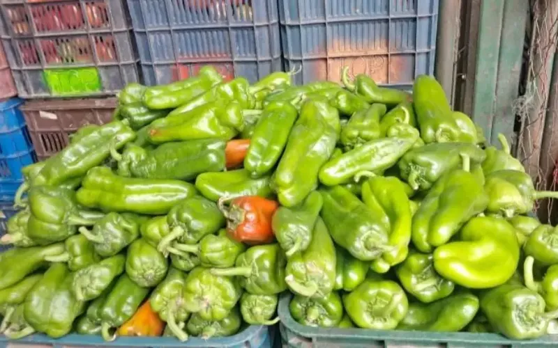Producción de Chiltoma Julio 2026