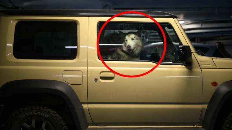 Un perro LE DISPARÓ a una mujer con una escopeta; estaba dentro de un auto y ella cruzaba la calle