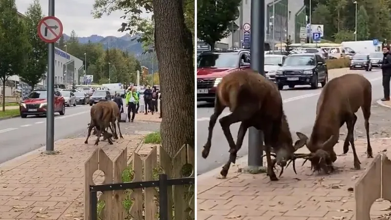 Dos combatientes cornudos paralizan por completo una avenida en pleno centro de la ciudad (VIDEO)